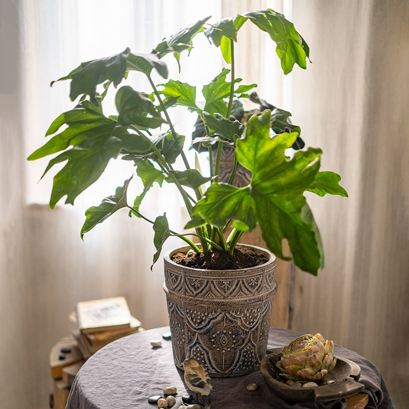 Classic Terracotta Planter – Intricate and Durable