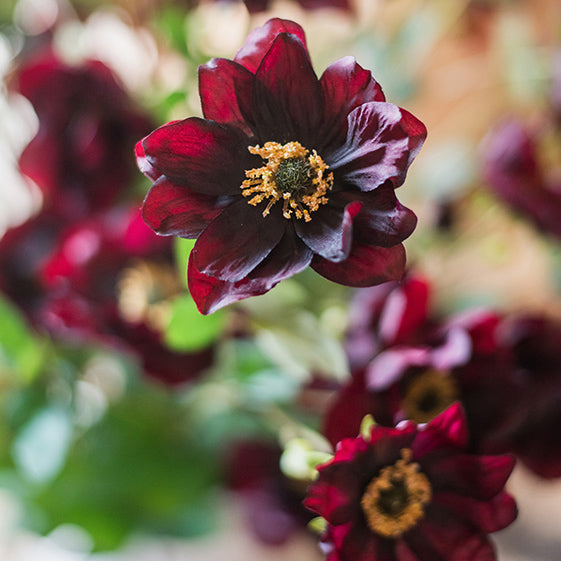 Vintage Dark Anemone Arrangement