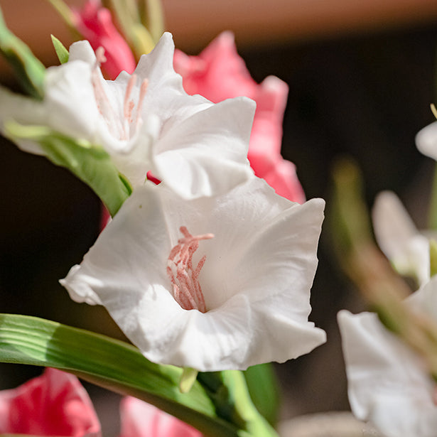 Rustic Charm Gladiolus Arrangement